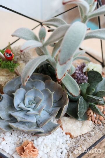 Флорариум кактусы