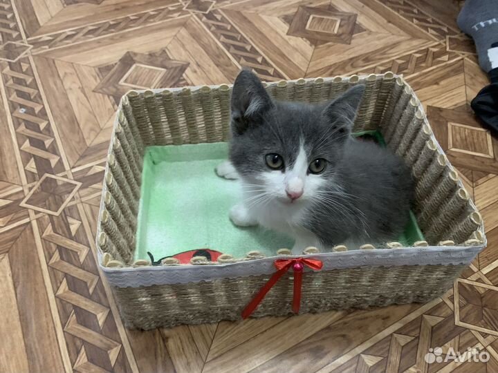 Котята в добрые руки мальчики