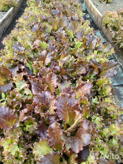 Свежая зелень