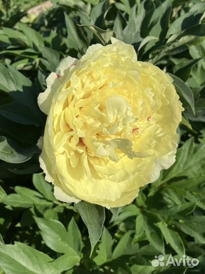 Пион Пастелеганс Pastelegance