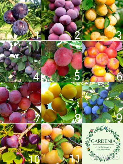 Саженцы вкусных слив, 3летки, от 1,5 м, Зкс