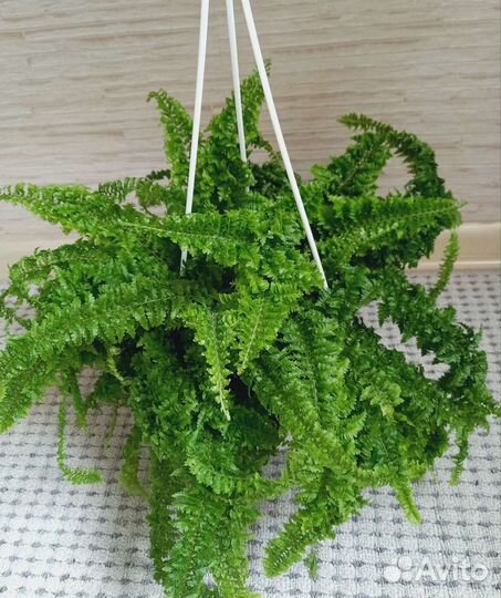 Папоротники взрослые кусты