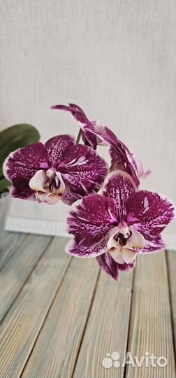 Орхидея фаленопсис бабочка