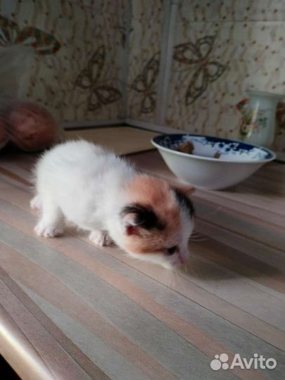 Кошка в дар бесплатно