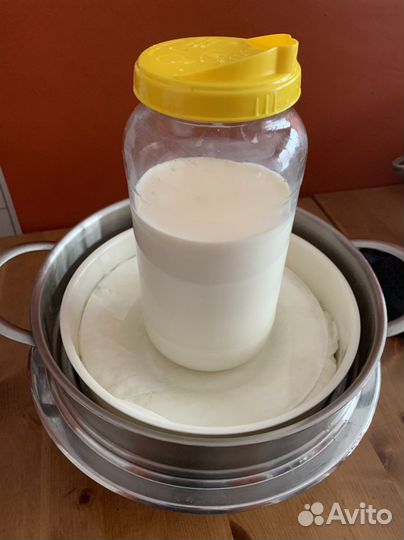 Тибетский молочный гриб