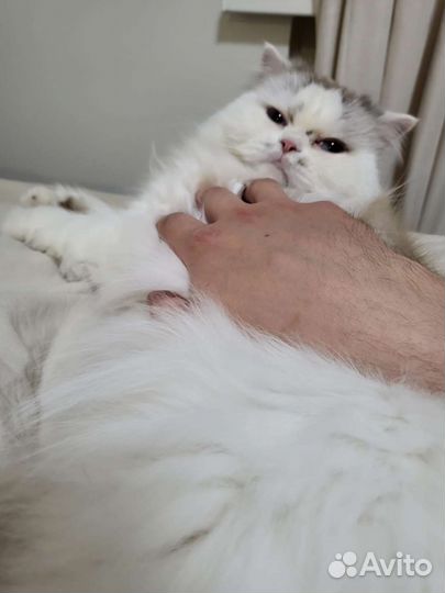 Красивый и ласковый шотландский кот в добрые руки