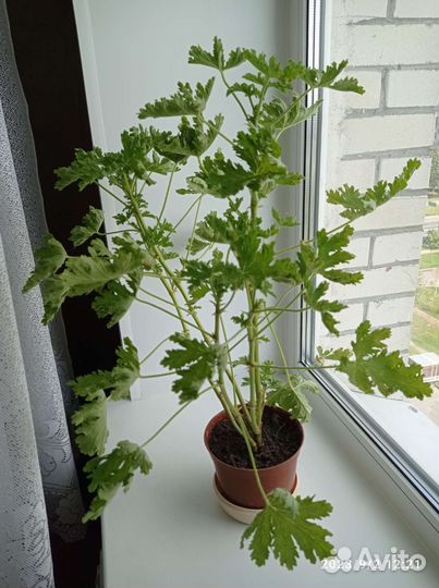 Герань душистая