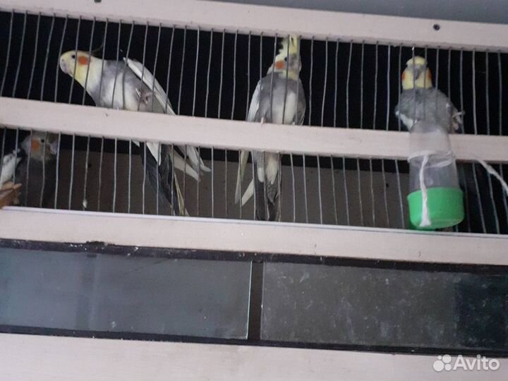 Попугайчики