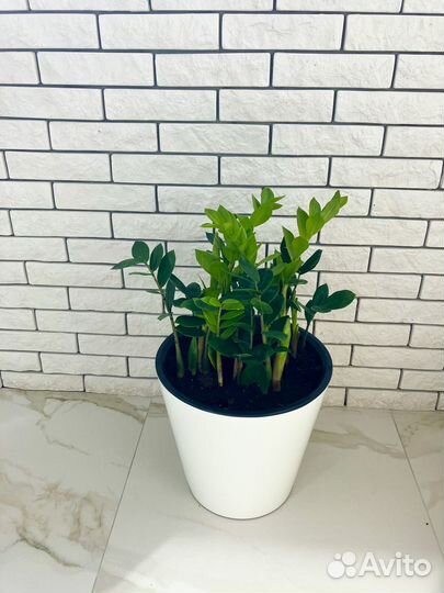 Замиокулькас долларовое дерево