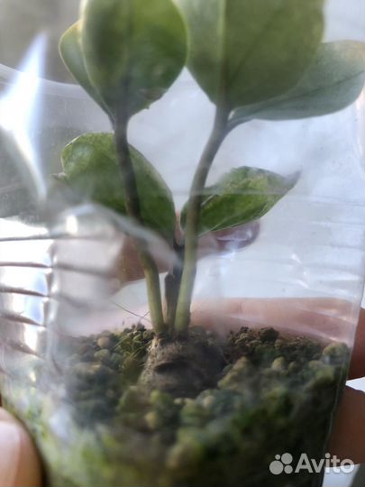 Замиокулькас Лаки Вайт