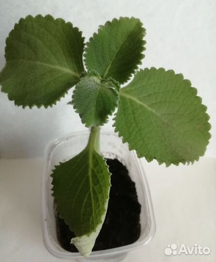 Мята (плектрантус)