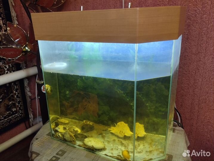 Отдам аквариум большой с подсветкой с грунтом