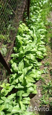 Черемша рассада