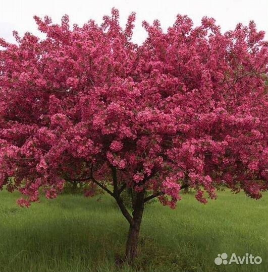 Саженцы яблони Роялти
