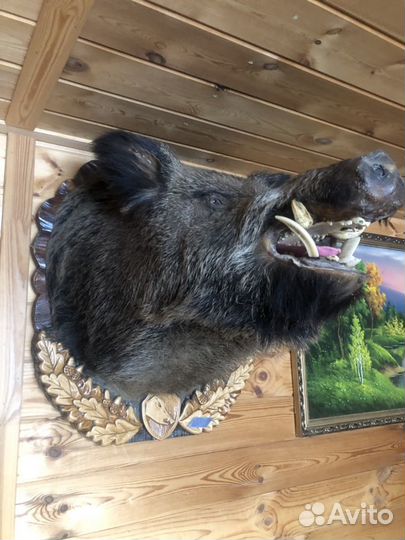 Чучело головы кабана