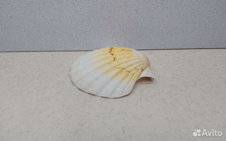 Гребешок 12,2*10,5 морская ракушка раковина