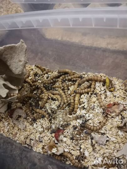 Зофобас живой