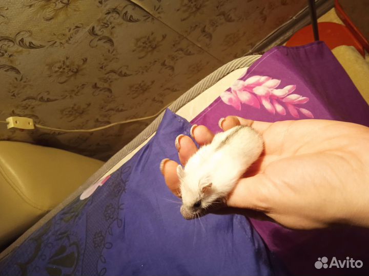 Хомячки джунгарики