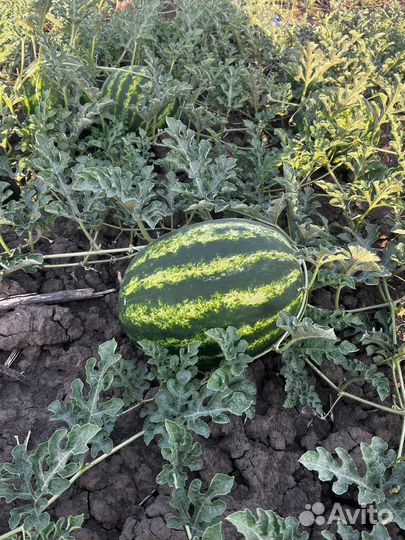 Продам арбузы краснодарский край