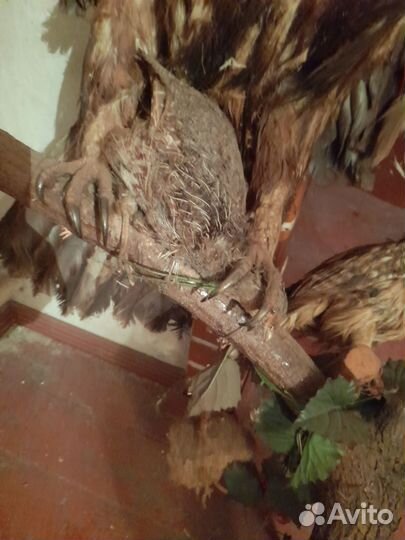 Чучело птицы