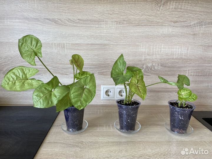 Сингониумы разные