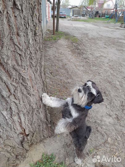 Вязка собак