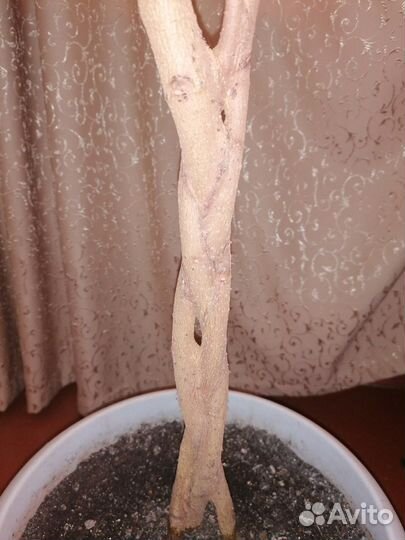 Драцена, фикус, диффенбахия