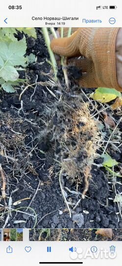 Саженцы малины желтой