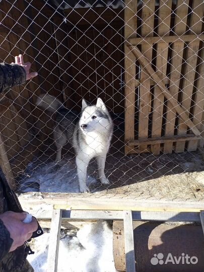Хаски в добрые руки