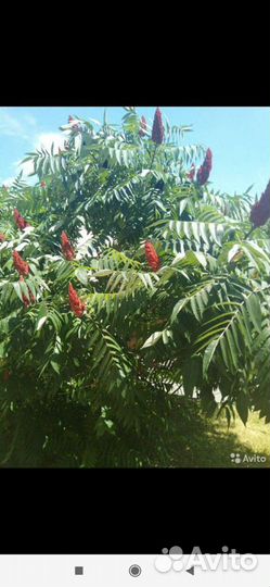 Саженцы сумах(оленьи рожки)