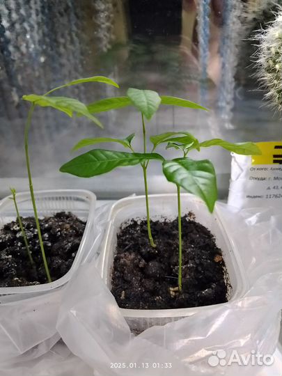 Лонган растение