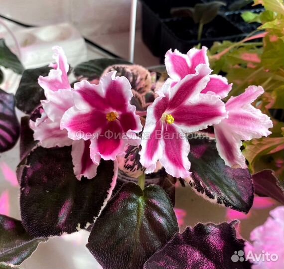 Сортовые фиалки