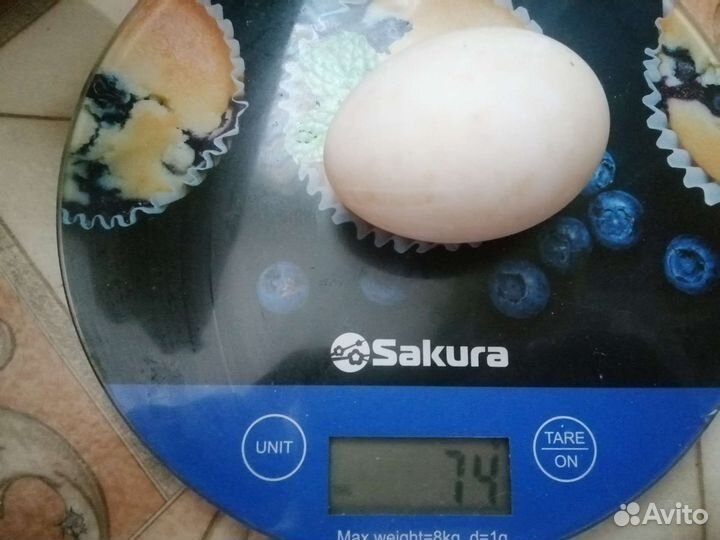 Инкубационное яйцо утки