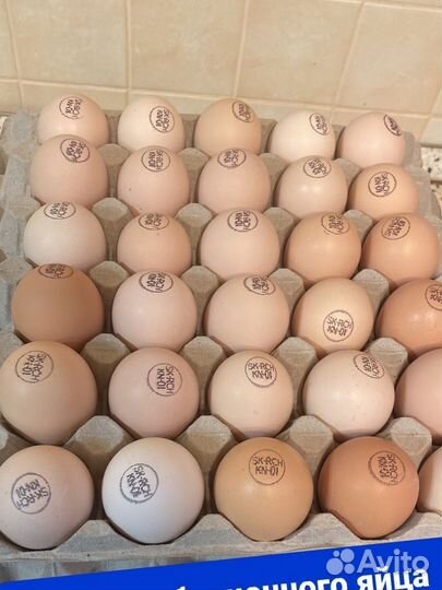 Инкубационное яйцо