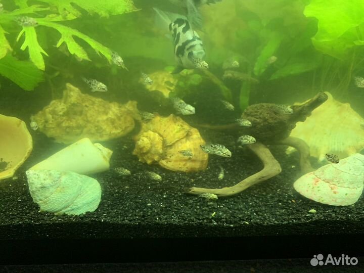 Аквариумные рыбки