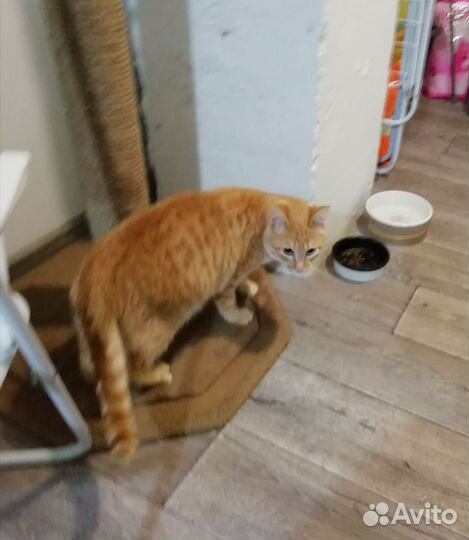 Рыжий котик