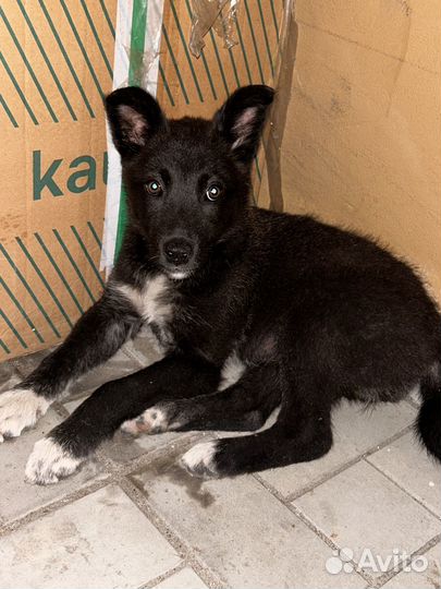 Щенок потеряшка в добрые руки