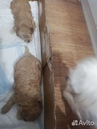 Мальтипу F1 девочка и мальчик