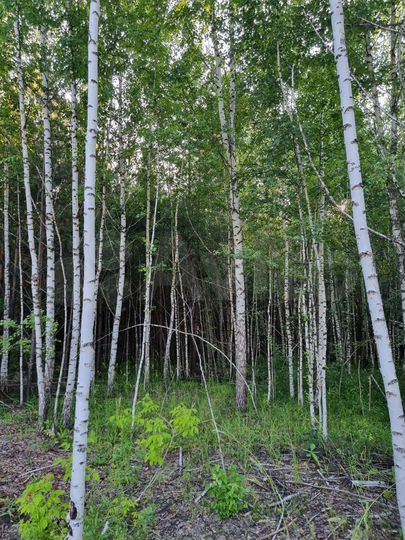 Участок 12 сот. (СНТ, ДНП)