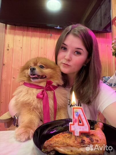 Немецкий шпиц вязка