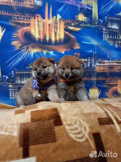 Щенки Сиба ину