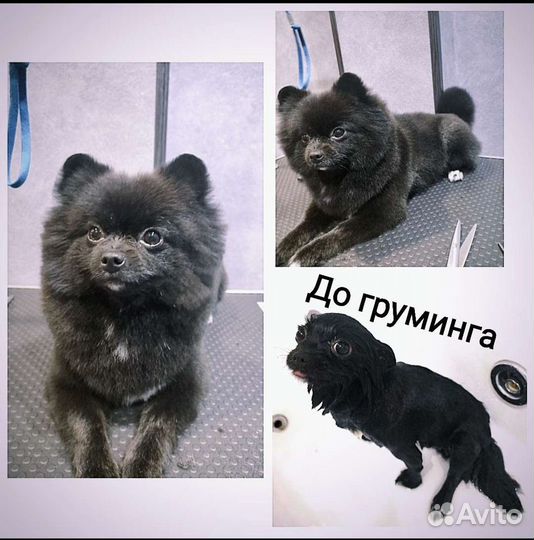 Груминг стрижка собак,ищу модель породы Шпиц