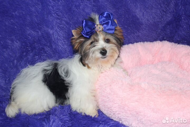 Очень красивая