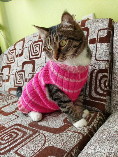 Одежда для кошек вязаная
