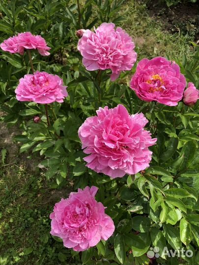 Пион Олененок