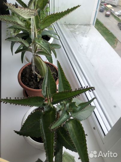 Алоэ, каланхоэ лечебный