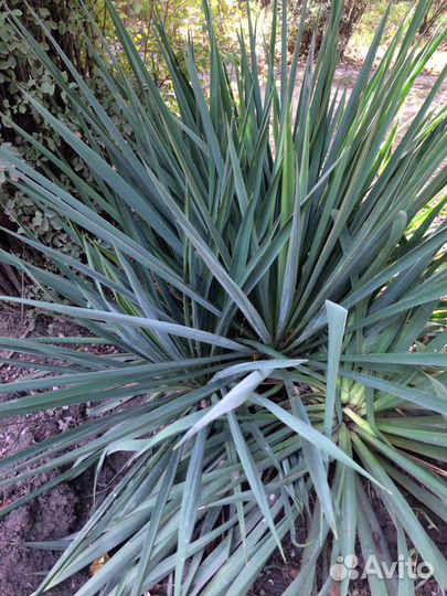Юкка садовая нитчатая саженцы