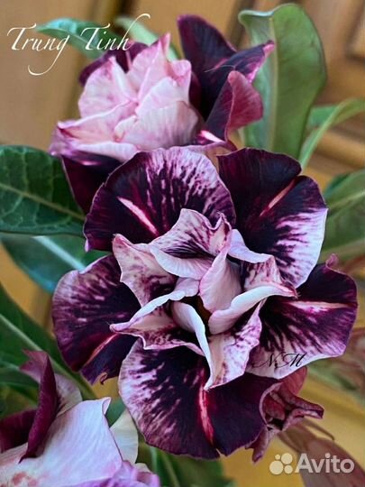 Адениум Trung Tinh