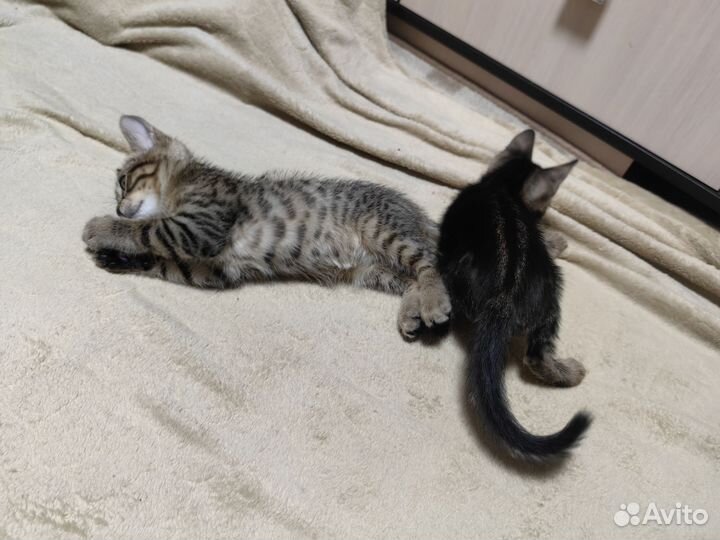 Бенгальские котята