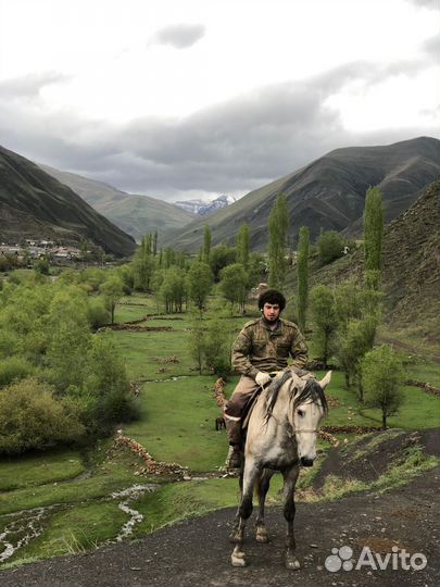 Продам лошадь